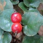 Image result for Geophila repens