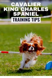 Ultimate Guide To Cavalier King Charles Spaniels Including Training Tips In 2020 Cavalier King Charles Spaniel My Pet Dog King Charles Spaniel