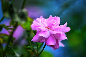 Flowers are one of the most beautiful things on earth. Hd Wallpaper Rose Flower On The Tree Most Beautiful Natural Landscape Wallpaper Flare