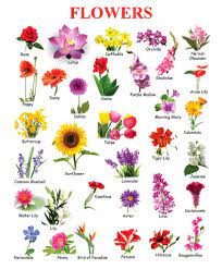 Maybe you would like to learn more about one of these? Ten Easy Rules Of Pictures Of Flowers And Their Names Pictures Of Flowers And Their Names H Flower Images With Name Flowers Name In English Flowers Name List