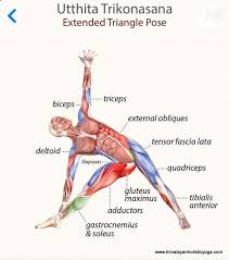 Trikonasana Anatomy Triangle Pose Yoga Yoga Muscles Yoga Anatomy