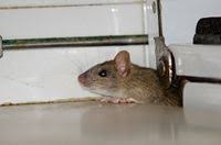 Daarbij is het noodzakelijk dat u de muizenvallen regelmatig leegt. Muizenbestrijding In Huis Meldpunt Ongedierte