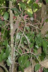 Image result for Oncocalyx bolusii