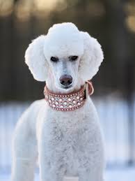 So, I did a little something 😯 I can no longer grip with my right hand,  which made line-brushing Star's ears nearly impossible. Mats were showing  up—me finding them, her groomer finding