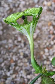 Image result for Ceropegia crassifolia