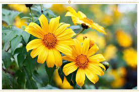 Maybe you would like to learn more about one of these? 15 Mexican Flowers Symbolism And Where To Find Them Proflowers Blog