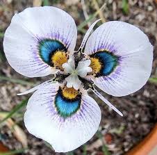 Image result for Moraea verdickii