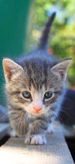 Maybe you would like to learn more about one of these? 10 Cat Wallpapers For Iphone Xs Max Iphone Xs Iphone Xr I Like Cats Very Much Grey Tabby Kittens Grey Tabby Cats Kitten Wallpaper