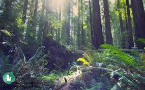 Thirteen Translations of Lu Zhai, a poem by Wang Wei