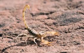 Learn a few methods to help you get rid of scorpions and find out how a professional pest control company can help. Scorpion Identification Prevention Scorpions In Greater Austin Tx