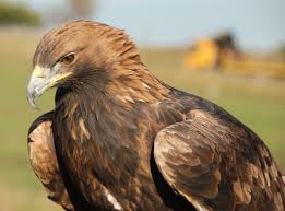 Here A Long List Types Of Amazing Eagles In The World Eagles Typesofeagles Types Of Eagles Different Types Of Eagles Eagle Images