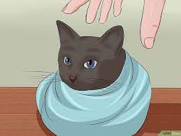 This article is purely informative. A Hilarious And Helpful Guide To Giving A Cat A Pill