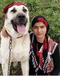 The puppies are raised with livestock 24/7.both. Are Kangal Dogs Dangerous Myths And Facts About This Giant Guard Dog K9 Web