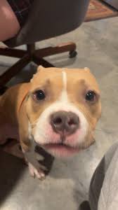 UPDATE: Salem has been adopted. Thank you everyone for your interest. I'm  turning off commenting now. Looking for an immediate home for a 9 yo male  cat. His name is Salem. He's