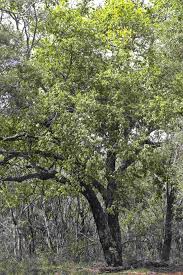 Image result for Drypetes mossambicensis