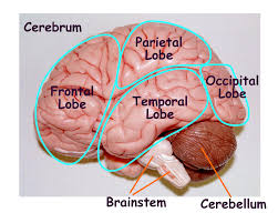 Faculty Collin Edu Mweis Images Models 2401models Nervous 20system 20models Nervous 20system 20models 20labeled Nervou Brain Models Brain Anatomy Brain Diagram