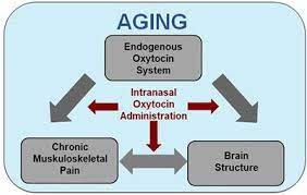 Frontiers Musculoskeletal Pain And Brain Morphology Oxytocin S Potential As A Treatment For Chronic Pain In Aging Frontiers In Aging Neuroscience