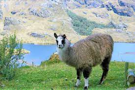 ▷▷ Parque nacional Cajas Ecuador【‎🥇 Turismo 】