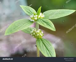 Image result for Spermacoce arvensis