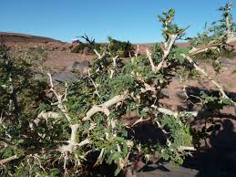 Image result for Faidherbia