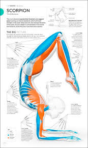 Anatomy and physiology are the basic subjects for this 200 hour training program which will make at this stage the yogi is taught to learn pranayama, kriyas and in depth yoga physiology, anatomy and. Science Of Yoga Understand The Anatomy And Physiology To Perfect Your Practice By Ann Swanson 9780241341230 Booktopia