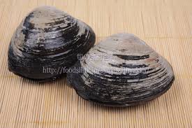 ウバガイ／姥貝／ホッキガイ／北寄貝：旬の魚介百科