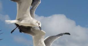 Pin By Inci Erkmen On Birds Sea Birds Coastal Birds Beautiful Birds