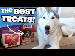 Treats for your siberian husky are a great way to reward good behavior during training. 3 Best Treats For Siberian Huskies And How To Use Them Youtube