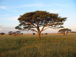 We offer you for free download top of african landscape clipart pictures. East African Landscapes Landscape African Country Roads