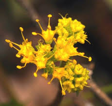 Image result for Schoenoplectiella leucantha