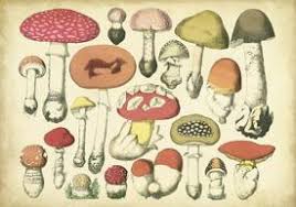 mushrooms