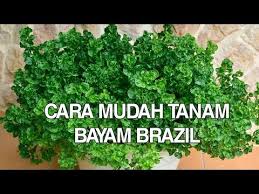 Cara menanam bayam bisa dipelajari secara mandiri, karena untuk membudidayakan bayam tidak diperlukan teknik yang terlalu sulit. Cara Mudah Tanam Bayam Brazil Di Dalam Pasu Dari Awal Sampai Tuai Kebun Bandar By