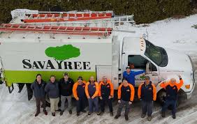 No doubt about it, if you reside in woodstock, il then a respected tree service is the best decision you can make with respect to stump grinding, tree removal or tree trimming as well. Certified Arborist In Barrington Palatine Il Tree Service And Lawn Care