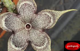 No abrio del todo la flor pero igual es hermosa, verdad??? Edithcolea Grandis Las Anod Cutting Huernia Caralluma Stapelia Xxxr 49 00 Picclick