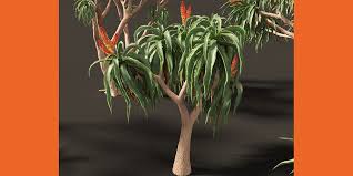 Image result for Aloidendron barberae