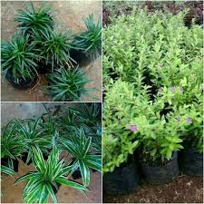 Pohon maple jepang seringkali dibuat menjadi pohon bonsai karna warna, bentuk dan daunnya yang unik dan beragam. Paket Tanaman Hias Perdu Untuk Taman Murah Shopee Indonesia