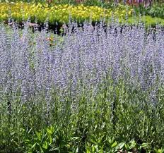 Image result for Perovskia atriplicifolia 'blue spire'