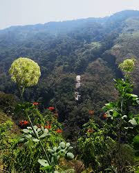 Image result for Diplolophium