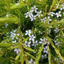 Check spelling or type a new query. Diosma Ericoides Sunset Gold Beechmount Garden Centre