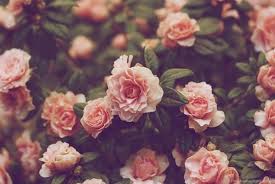 Maybe you would like to learn more about one of these? Gold Flower Wallpaper Vintage Flower Background 1024x684 Wallpaper Teahub Io