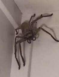 Footage shows the woman trying to measure the creature using a pen before it slowly crawled out of the window in koh kong province. Only In Australia Big Spider Resetera