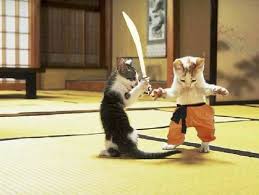 Featuring david tennant as the voice of sensei. Gatti Karate Karate Cats I Due Gatti Che Fanno Karate E Flickr