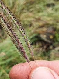 Image result for Dichanthium