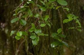 Image result for Peponium vogelii