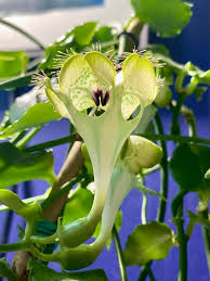 Image result for Ceropegia schultzei