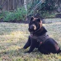 lost dog signs from www.kxan.com