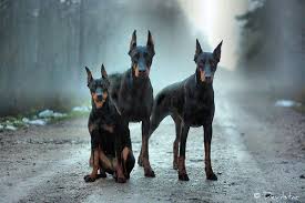 amazing dobermans doberman dogs dog breeds doberman pinscher dog