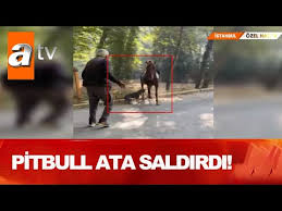 Kopegin Kediye Saldirisi Kameraya Boyle Yansidi Youtube