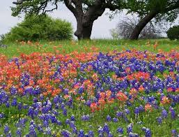 Get a 30.000 second indian paintbrush and blue bonnets stock footage at 29.97fps. Indian Paintbrush Lifescape Colorado
