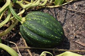 Image result for Cucurbita pepo